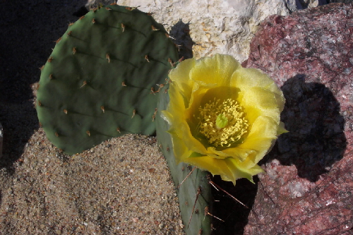 opuntia phaeacantha v.discata z kw.